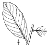 S. cinrea.