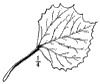 P. grandidentta.