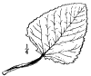 P. heterophlla.