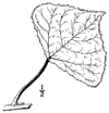 P. dilatta.