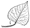 P. monilfera.