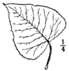 P. ngra.