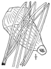 P. Strbus.