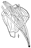 P. Cmbra.