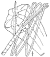 P. paltstris.