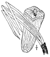 P. rgida.