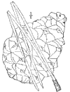 P. resinsa.