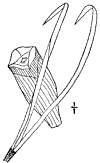 P. sylvstris.