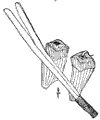 P. contrta.