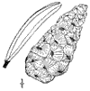 P. Banksina.