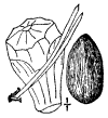 P. dulis.