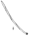 P. monophlla.