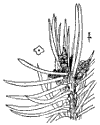 P. pngens.
