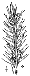 P. Alcquina.