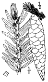 P. orientlis.