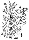 T. Canadnsis.