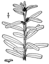 T. Siebldii.