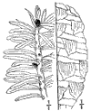 A. Frseri.