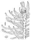 A. grndis.