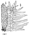 A. Cephalnica.