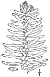 A. Pinspo.
