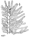 A. Cilcica.