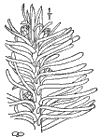 A. nbilis.