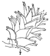 L. K̀mpferi