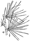 C. Atlntica.