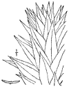 A. imbricta.