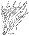 C. Sinnsis.