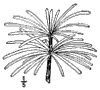 S. verticillta.