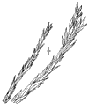 S. gigntea.