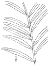 S. semprvirens.