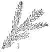 T. dolabrta.