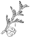 C. Lawsonina.