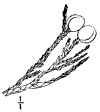 J. Virginina.