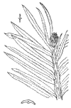 C. Fortnii.