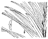 P. Japnica.