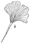 S. adiantiflia.
