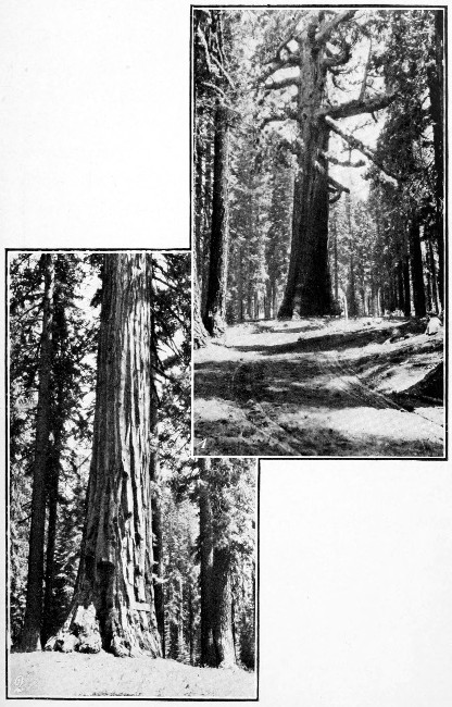 1. Old Grizzly, Mariposa Big Trees. 2. Old Sunset,
Mariposa Big Trees.
