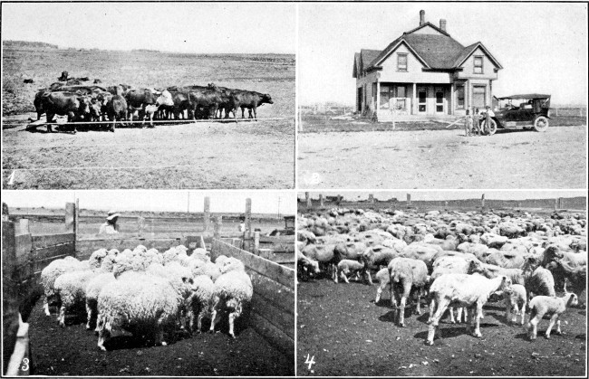 1. Wyoming Cattle. 2. The Marshall Hotel, Lyman, Wyoming.
3. Before Shearing, Medicine Bow, Wyoming. 4. After Shearing, Medicine
Bow, Wyoming.