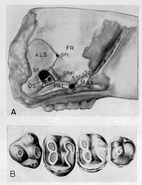 Plate 3. Heliscomys tenuiceps. Univ. Kans. Mus. Nat.
Hist., Vert. Paleo. Coll. No. 7702. A, lateral view of right side of
skull showing structures in orbital area. ALS, alisphenoid. FR, frontal.
MAX, maxillary. OS, orbitosphenoid. PAL, palatine. PC, presphenoid
canal. SF, sphenoidal fissure. SFr, sphenofrontal foramen. SPal,
sphenopalatine foramen. Approximately × 9.3; B, occlusal view of P4-M3.
Approximately × 23.4.