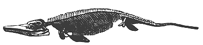 Skeleton of
  Ichthyosaurus. Lias. England.