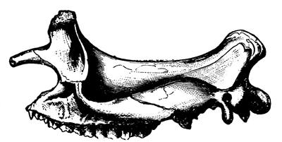 Skull of Brontotherium
  ingens.
