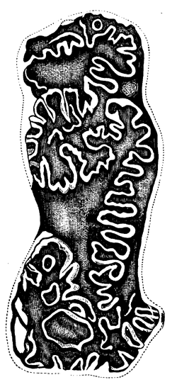 Tooth of
  Elasmotherium