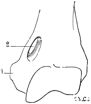 Fig. 19