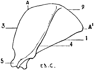Fig. 36