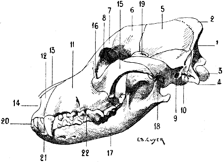 Fig. 60